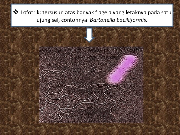 v Lofotrik: tersusun atas banyak flagela yang letaknya pada satu ujung sel, contohnya Bartonella