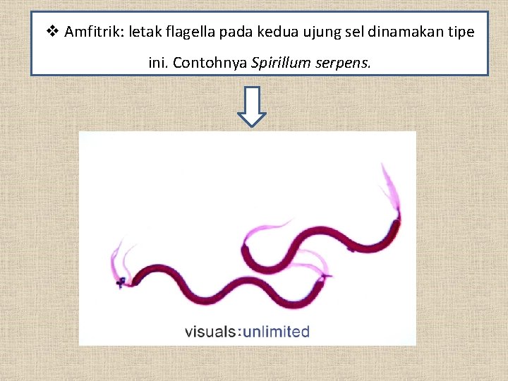 v Amfitrik: letak flagella pada kedua ujung sel dinamakan tipe ini. Contohnya Spirillum serpens.