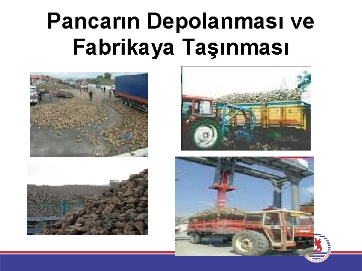 Pancarın Depolanması ve Fabrikaya Taşınması 