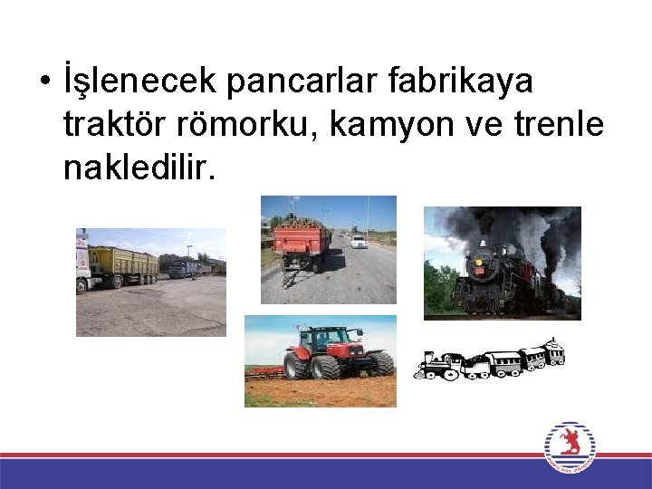  • İşlenecek pancarlar fabrikaya traktör römorku, kamyon ve trenle nakledilir. 