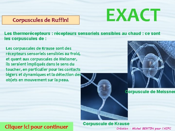 Corpuscules de Ruffini EXACT Les thermorécepteurs : récepteurs sensoriels sensibles au chaud : ce