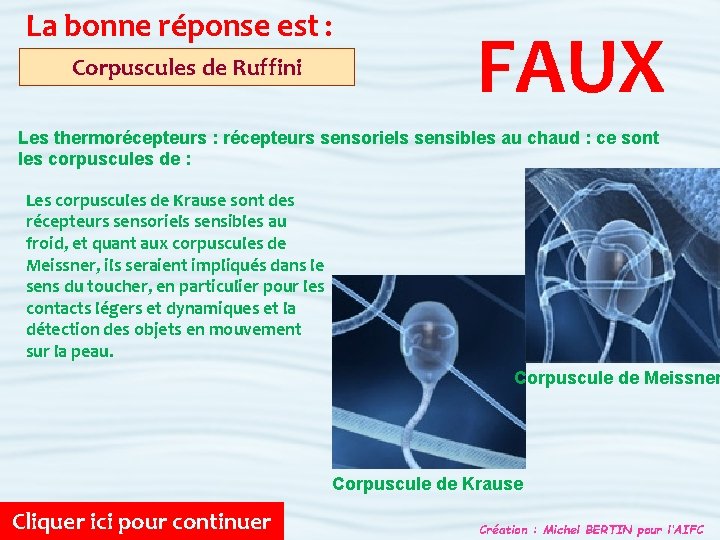 La bonne réponse est : Corpuscules de Ruffini FAUX Les thermorécepteurs : récepteurs sensoriels