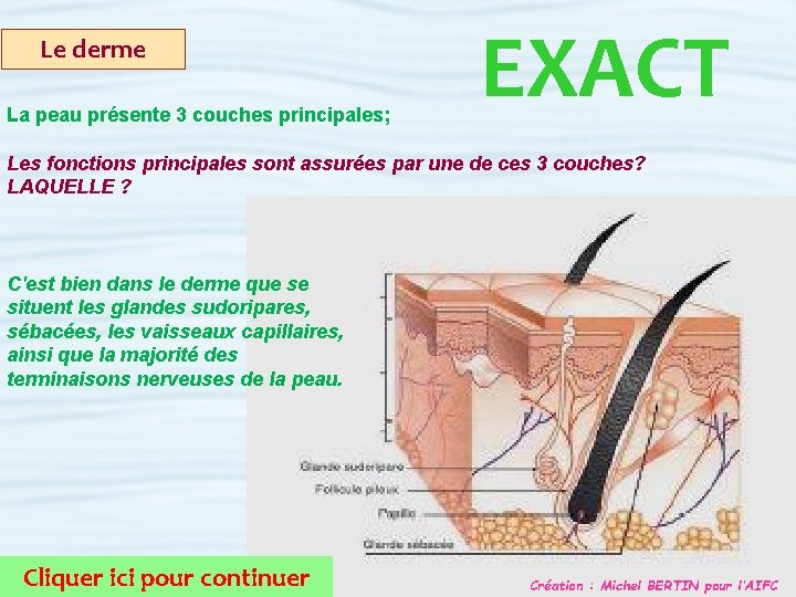 Le derme La peau présente 3 couches principales; EXACT Les fonctions principales sont assurées