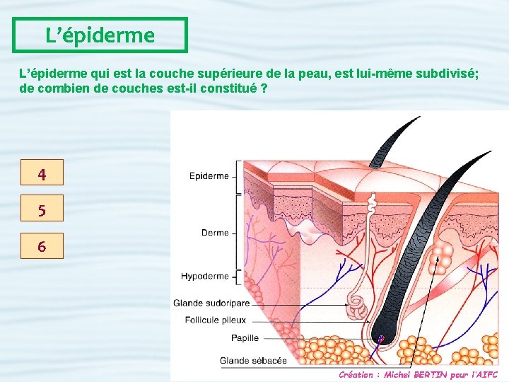L’épiderme qui est la couche supérieure de la peau, est lui-même subdivisé; de combien
