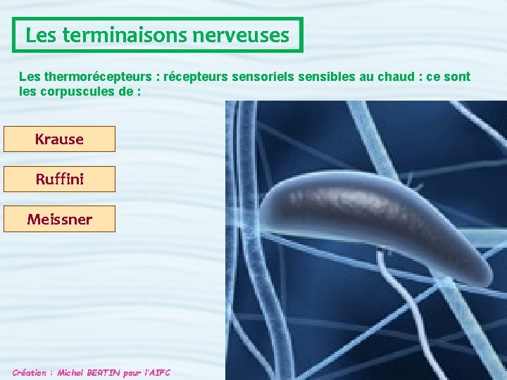 Les terminaisons nerveuses Les thermorécepteurs : récepteurs sensoriels sensibles au chaud : ce sont