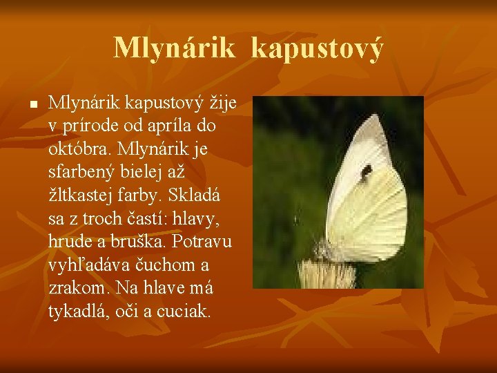 Mlynárik kapustový n Mlynárik kapustový žije v prírode od apríla do októbra. Mlynárik je