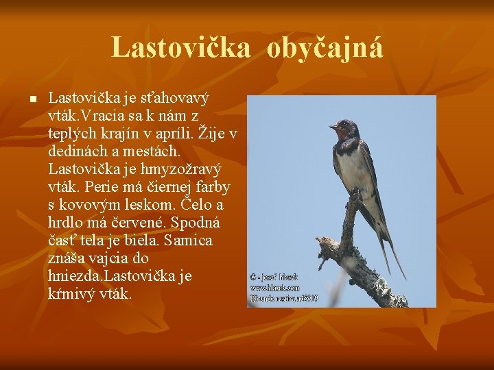 Lastovička obyčajná n Lastovička je sťahovavý vták. Vracia sa k nám z teplých krajín