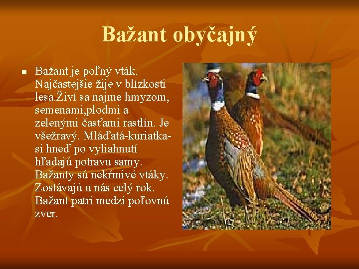 Bažant obyčajný n Bažant je poľný vták. Najčastejšie žije v blízkosti lesa. Živí sa