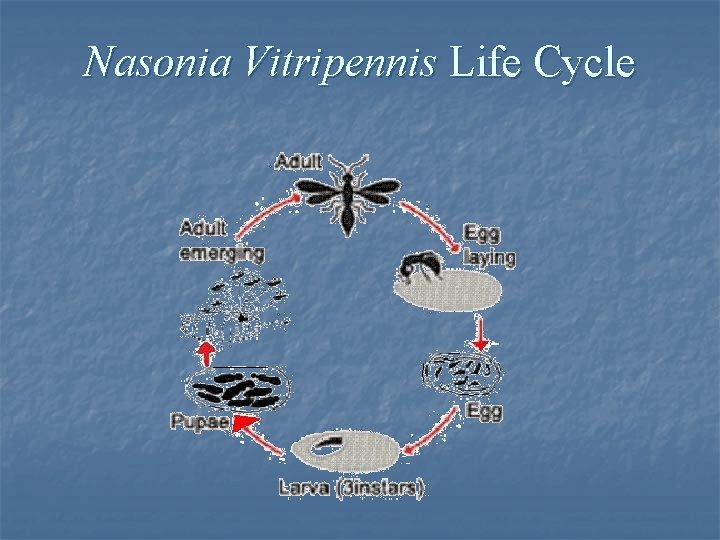 Nasonia Vitripennis Life Cycle 