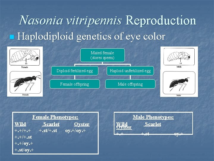 Nasonia vitripennis Reproduction n Haplodiploid genetics of eye color Mated female (stores sperm) Diploid