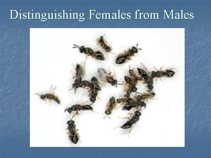 Distinguishing Females from Males 