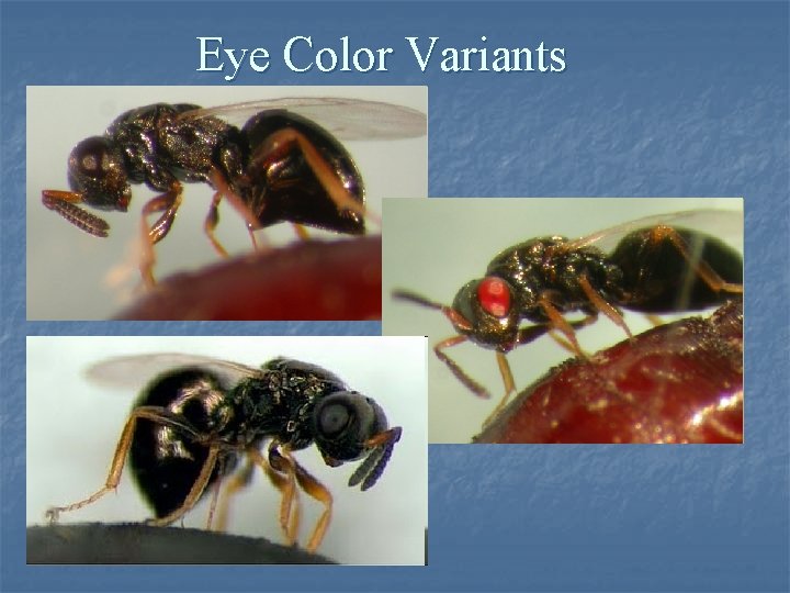 Eye Color Variants 