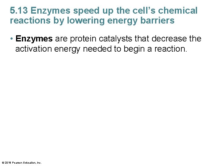 5. 13 Enzymes speed up the cell’s chemical reactions by lowering energy barriers •