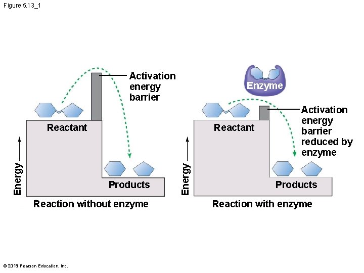 Figure 5. 13_1 Activation energy barrier Enzyme Reactant Products Reaction without enzyme © 2018