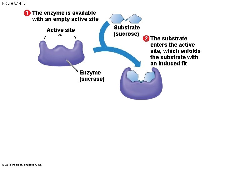 Figure 5. 14_2 1 The enzyme is available with an empty active site Substrate