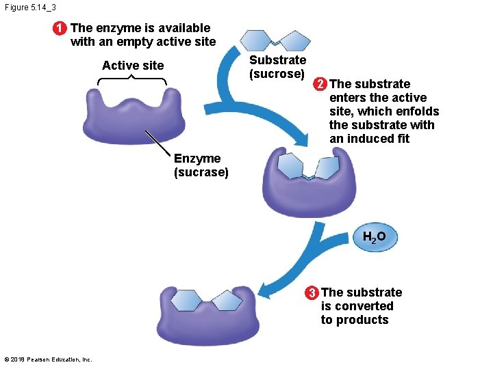 Figure 5. 14_3 1 The enzyme is available with an empty active site Substrate