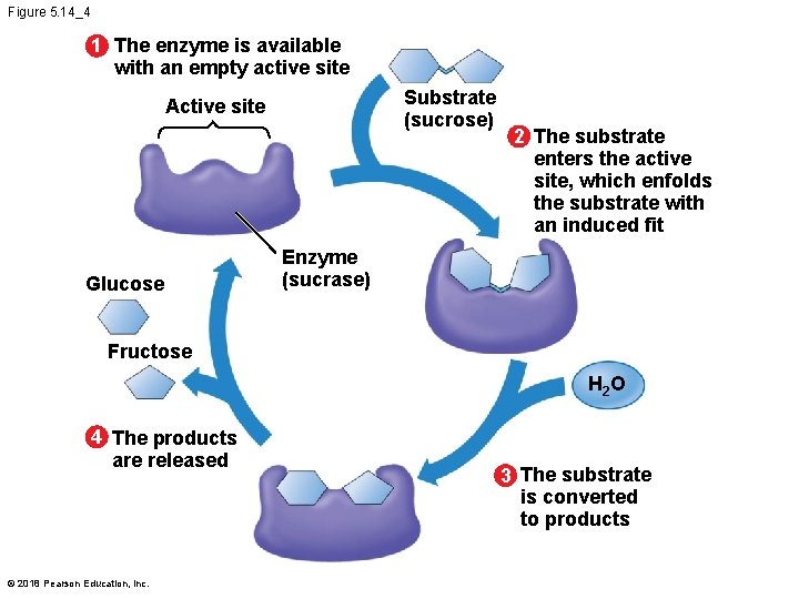 Figure 5. 14_4 1 The enzyme is available with an empty active site Substrate