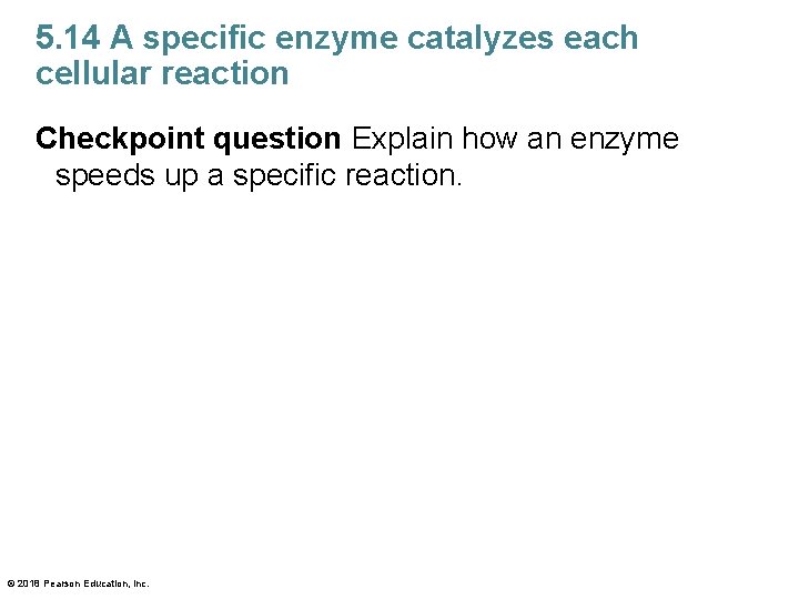 5. 14 A specific enzyme catalyzes each cellular reaction Checkpoint question Explain how an