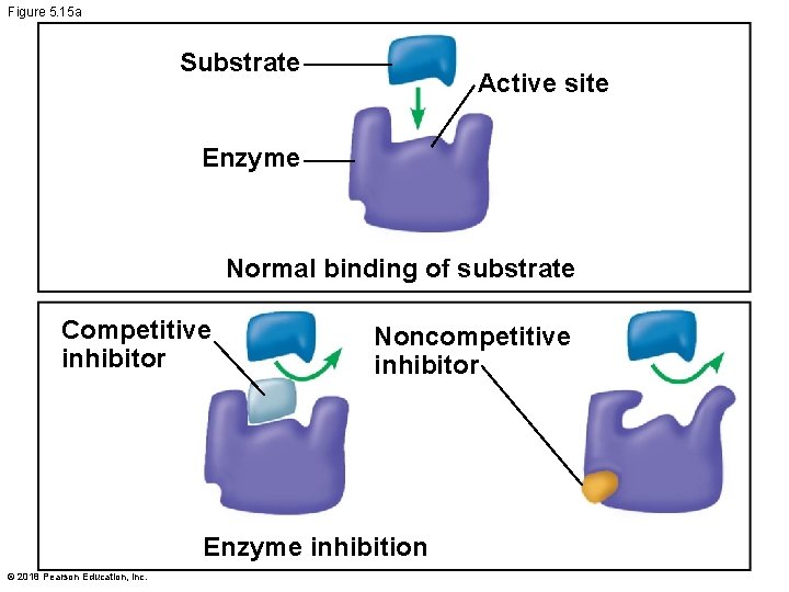 Figure 5. 15 a Substrate Active site Enzyme Normal binding of substrate Competitive inhibitor