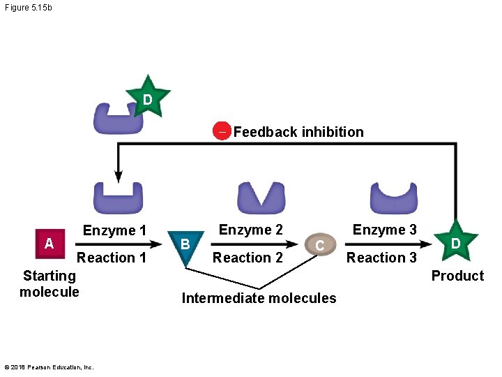 Figure 5. 15 b D – Feedback inhibition A Enzyme 1 Reaction 1 Starting