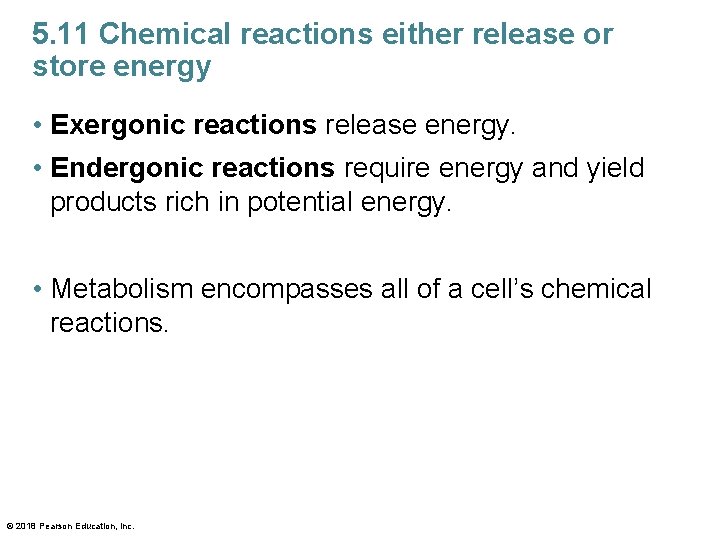 5. 11 Chemical reactions either release or store energy • Exergonic reactions release energy.