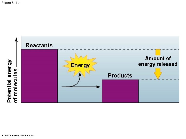 Figure 5. 11 a Potential energy of molecules Reactants © 2018 Pearson Education, Inc.