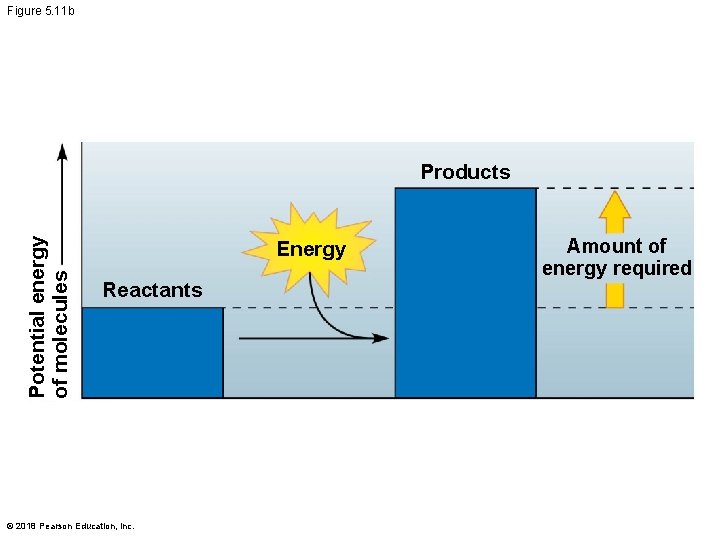 Figure 5. 11 b Potential energy of molecules Products Energy Reactants © 2018 Pearson