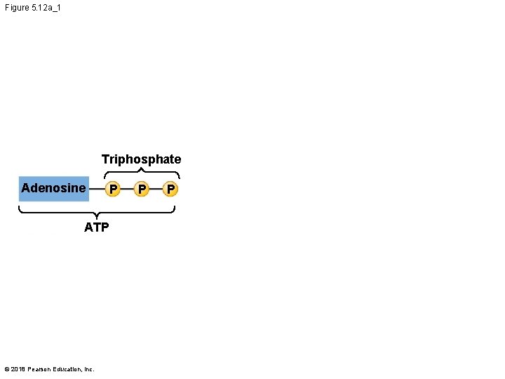 Figure 5. 12 a_1 Triphosphate Adenosine P ATP © 2018 Pearson Education, Inc. P