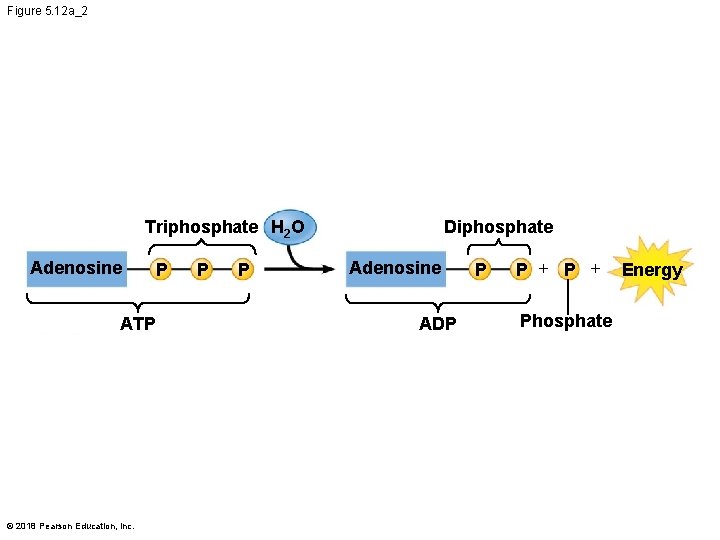 Figure 5. 12 a_2 Triphosphate H 2 O Adenosine P ATP © 2018 Pearson