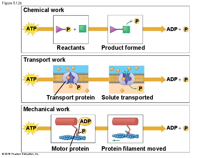 Figure 5. 12 b Chemical work P ATP ADP + P P + Reactants