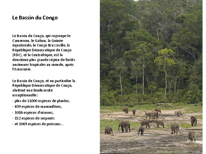 Le Bassin du Congo, qui regroupe le Cameroun, le Gabon, la Guinée équatoriale, le
