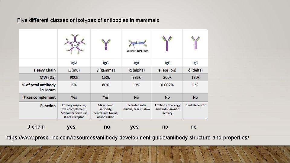 Five different classes or isotypes of antibodies in mammals J chain yes no no