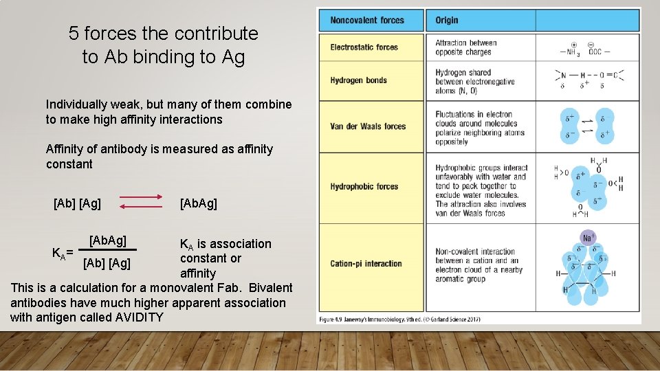 5 forces the contribute to Ab binding to Ag Individually weak, but many of