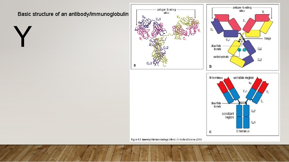 Basic structure of an antibody/immunoglobulin Y 
