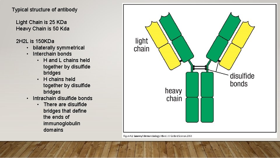Typical structure of antibody Light Chain is 25 KDa Heavy Chain is 50 Kda