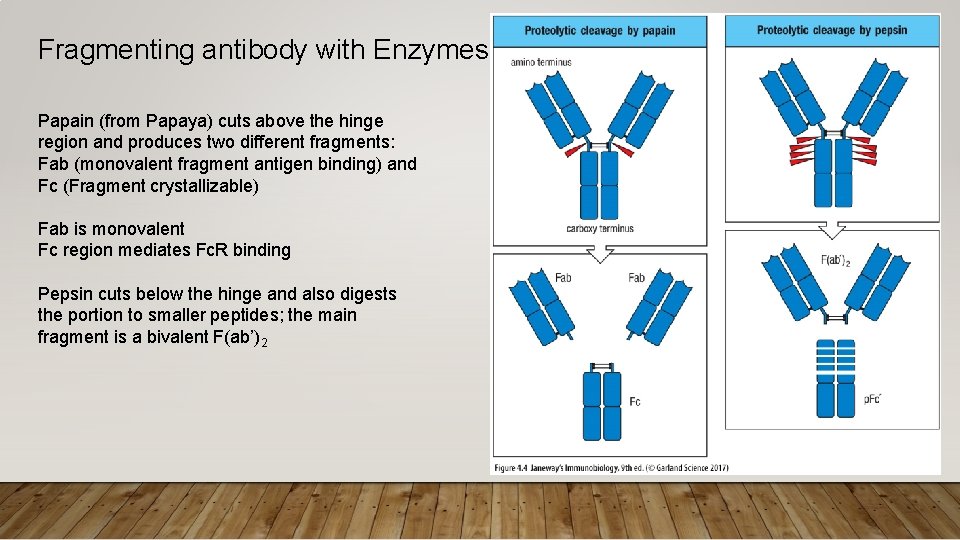Fragmenting antibody with Enzymes Papain (from Papaya) cuts above the hinge region and produces
