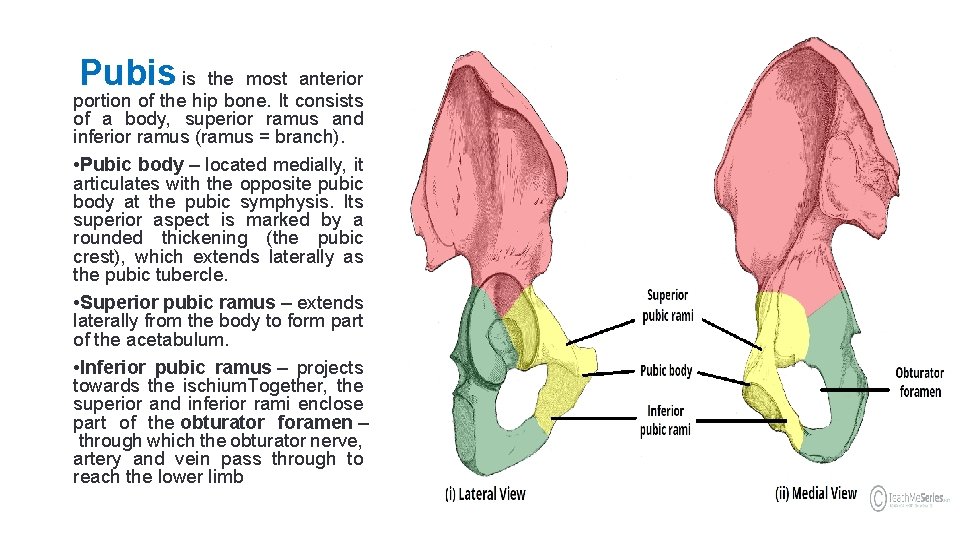 Pubis is the most anterior portion of the hip bone. It consists of a
