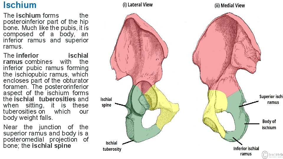 Ischium The ischium forms the posteroinferior part of the hip bone. Much like the