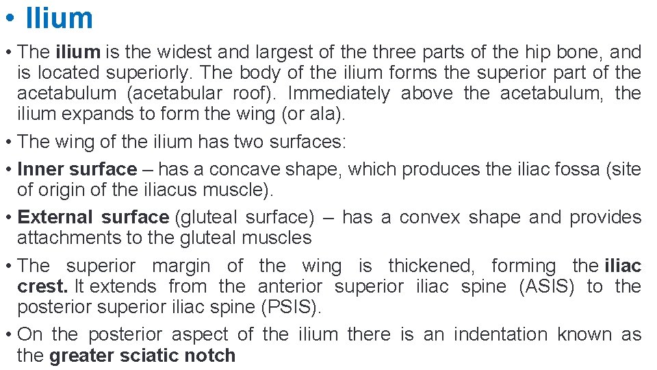  • Ilium • The ilium is the widest and largest of the three