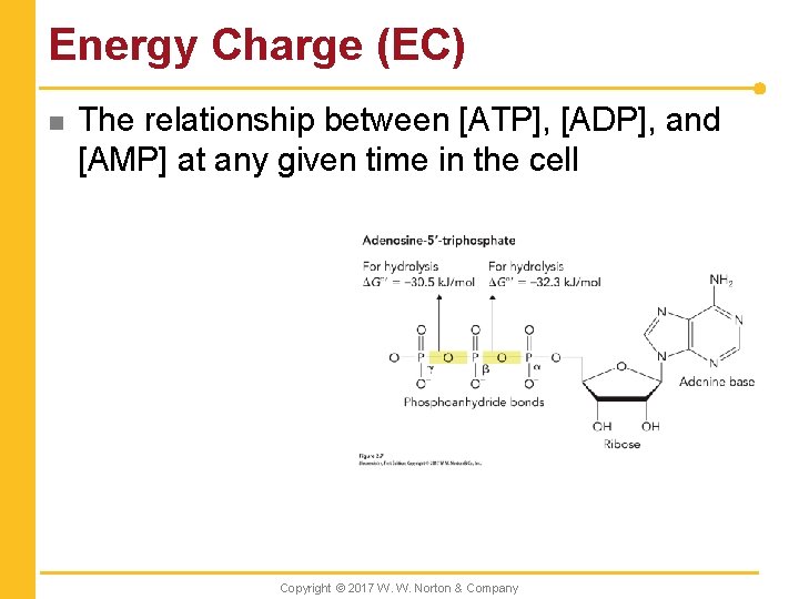 Energy Charge (EC) n The relationship between [ATP], [ADP], and [AMP] at any given