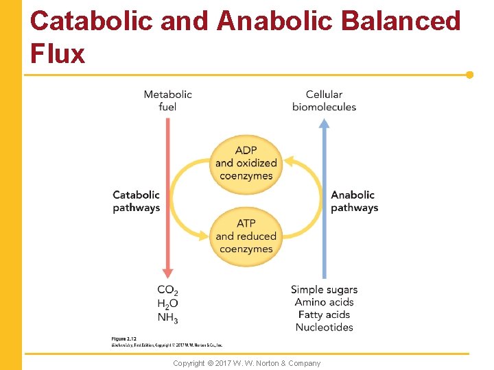 Catabolic and Anabolic Balanced Flux Copyright © 2017 W. W. Norton & Company 