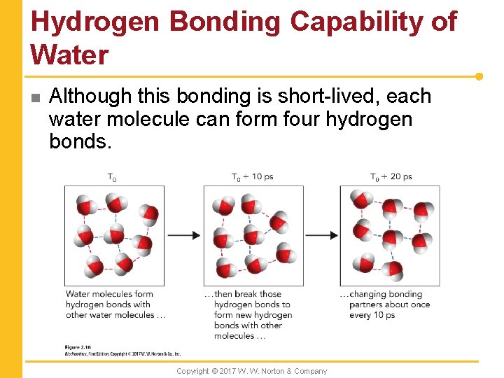 Hydrogen Bonding Capability of Water n Although this bonding is short-lived, each water molecule