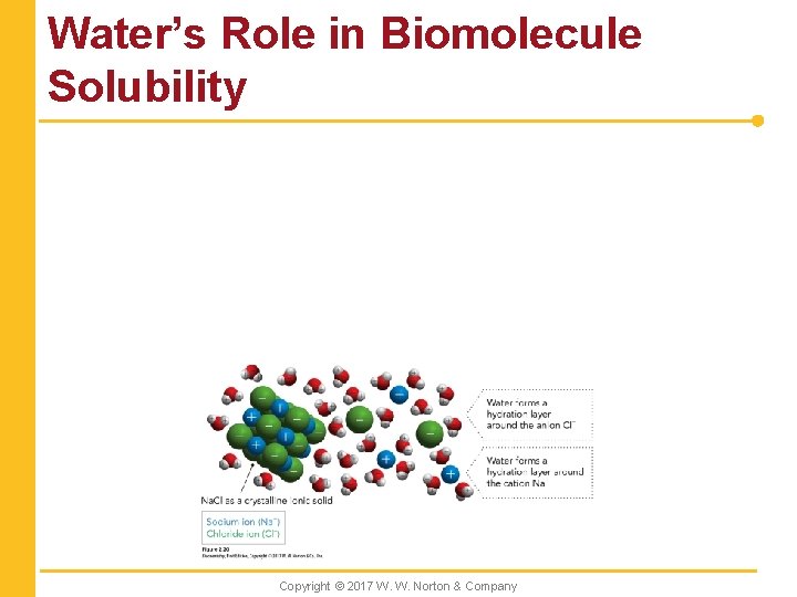 Water’s Role in Biomolecule Solubility Copyright © 2017 W. W. Norton & Company 