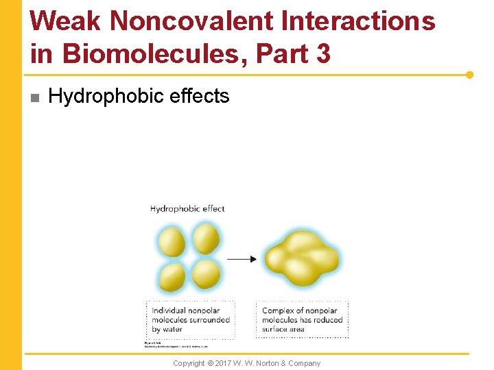 Weak Noncovalent Interactions in Biomolecules, Part 3 n Hydrophobic effects Copyright © 2017 W.