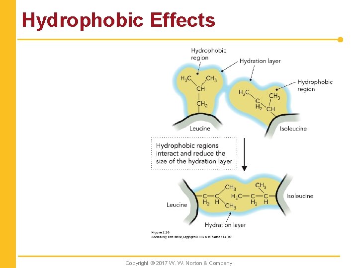 Hydrophobic Effects Copyright © 2017 W. W. Norton & Company 