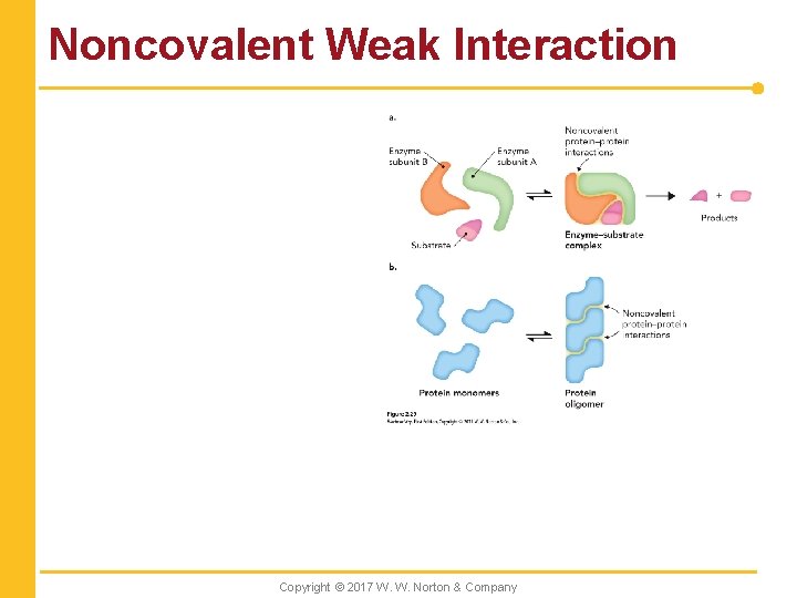 Noncovalent Weak Interaction Copyright © 2017 W. W. Norton & Company 