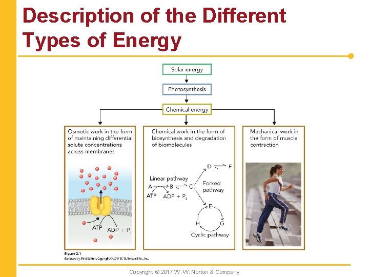 Description of the Different Types of Energy Copyright © 2017 W. W. Norton &