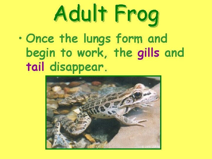Adult Frog • Once the lungs form and begin to work, the gills and