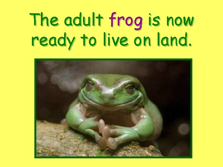 The adult frog is now ready to live on land. 