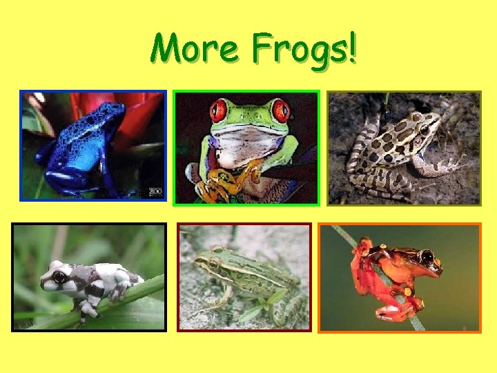 More Frogs! 
